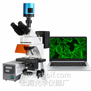 XS-28C 三目荧光显微镜