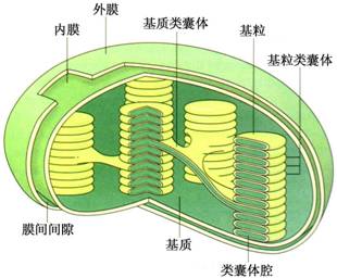 叶绿体