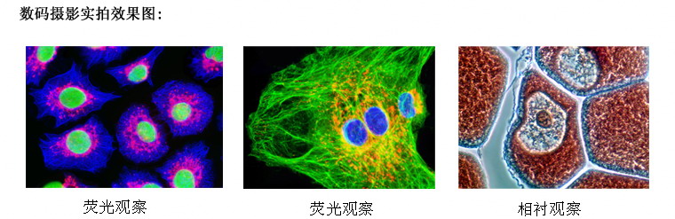 上海仪器有限公司荧光显微镜